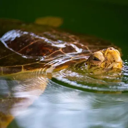 Villa Villa Central *