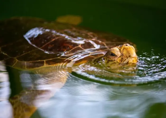 Villa Villa Central *